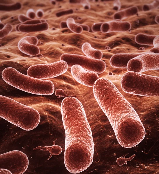 Bakteria — Stok Foto