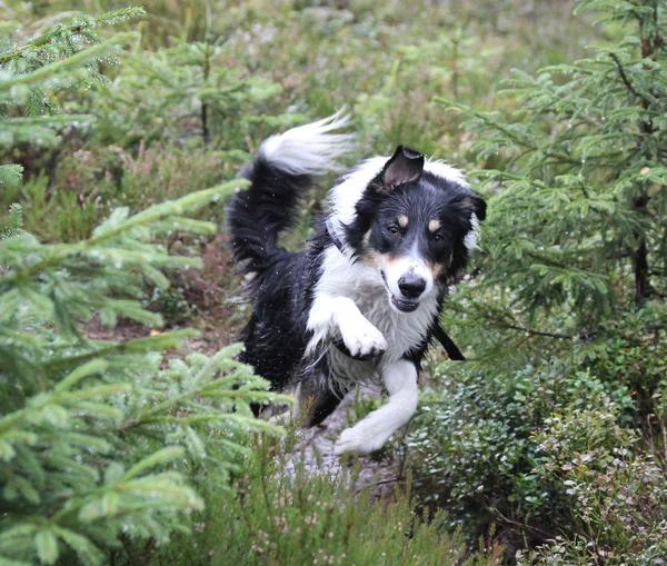 Frontera Collie corriendo en el bosque —  Fotos de Stock