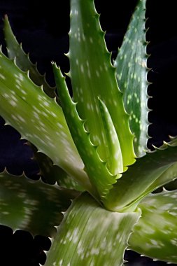 Aloe Vera (Aloe Barbadensis Miller)