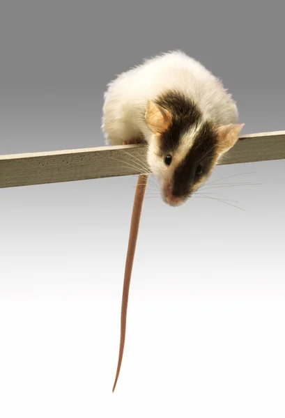 Eine Maus — Stockfoto