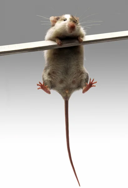 Eine Maus — Stockfoto
