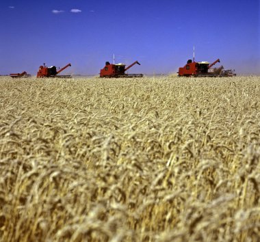 Wheat field clipart