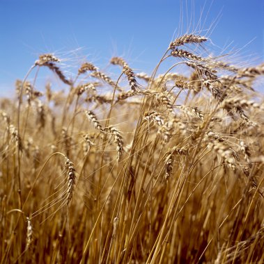 Wheat field clipart