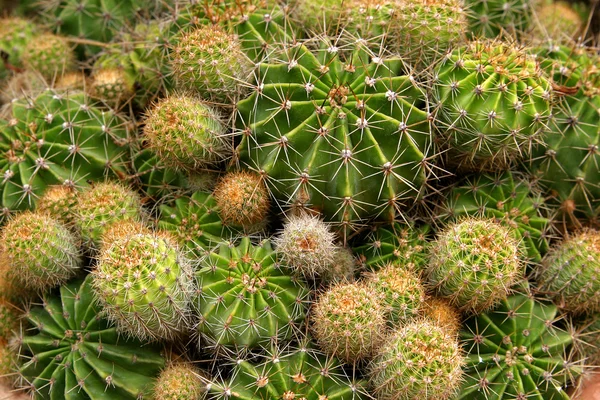 stock image Cactus