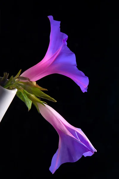 stock image Morning glory