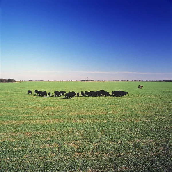 Field and cows — Stock Photo, Image