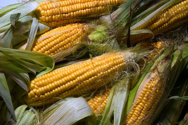 stock image Maize cob