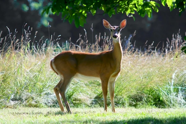 stock image Adult deer