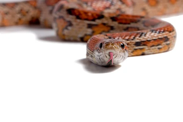 トウモロコシのヘビ — ストック写真