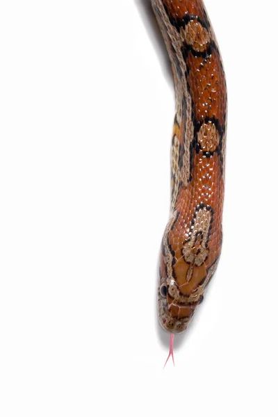 Cobra de milho — Fotografia de Stock