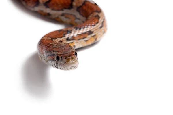 Καλαμπόκι φίδι Φωτογραφία Αρχείου