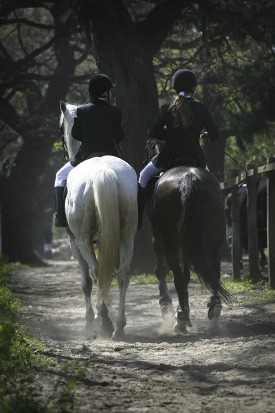 Ratsastaja ja hevonen — kuvapankkivalokuva