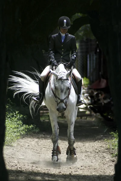 馬およびライダー ロイヤリティフリーのストック写真