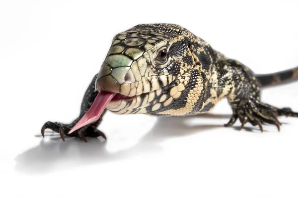 Ящірка - Tupinambis Teguixin Ліцензійні Стокові Фото