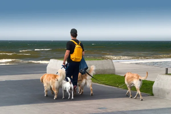 Hombre paseando perros —  Fotos de Stock