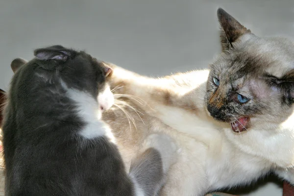 猫的战斗 — 图库照片