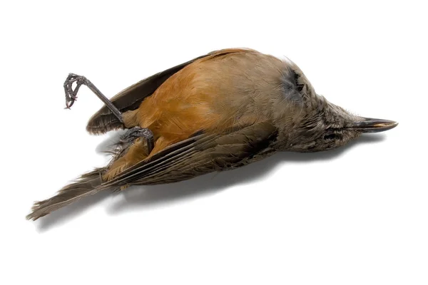 Halott madár Stock Kép
