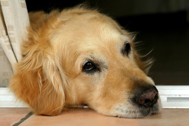 Golden retriever köpeği