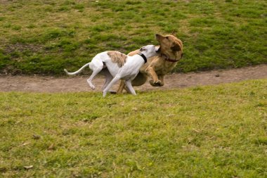 İki köpek.