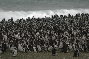 Penguins, clipart