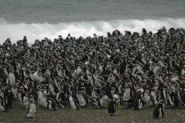 Pinguini, — Foto Stock