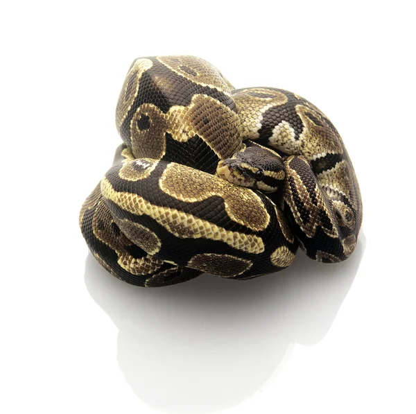 М'яч Python — стокове фото