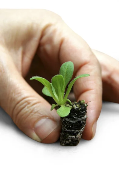 stock image Petunia seedlings