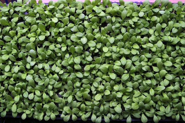 stock image Petunia seedlings