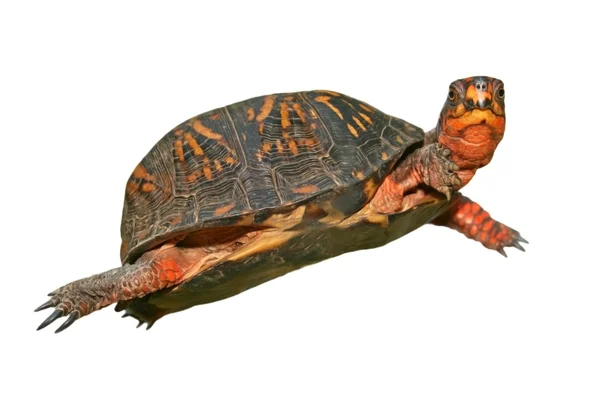 stock image Box turtle