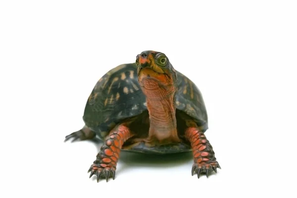 stock image Box turtle