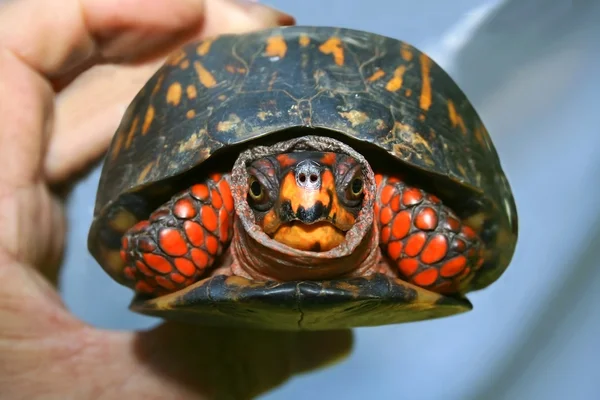 Ящик черепахи — стоковое фото