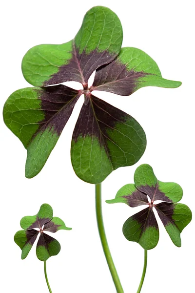 Stock image Clover