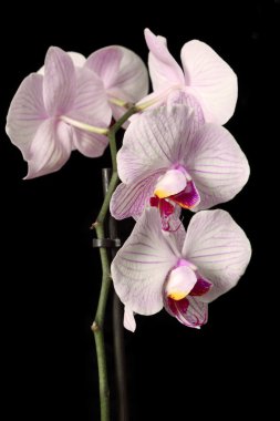 Phalaenopsis orkide çiçek