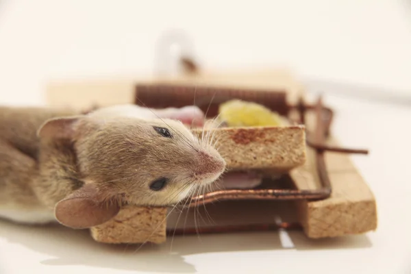 Martwe myszy w pułapkę — Zdjęcie stockowe