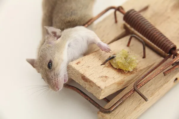 Fatalne zauroczenie, pułapki zabija mysz — Zdjęcie stockowe