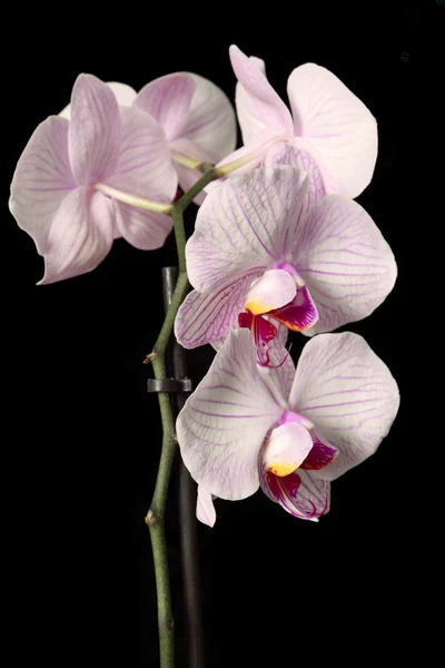 FALAenopsis orkideblomst - Stock-foto