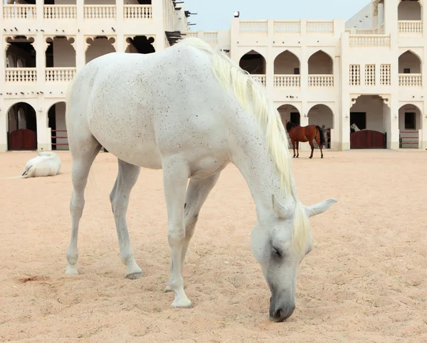 stock image Arab horses in Doha, Qatar