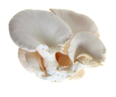 Oyster mushroom clipart