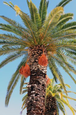 Cretan palm trees clipart