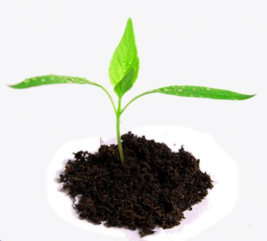 A capsicum seeding with water drops reaches for the sky clipart