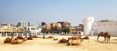 Camels resting in central Doha clipart