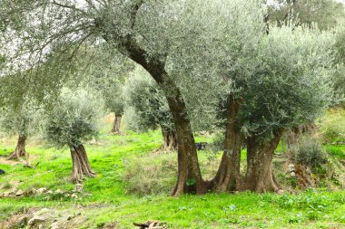 Olive trees in Crete clipart