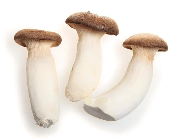 King oyster mushroom — Stock Photo, Image