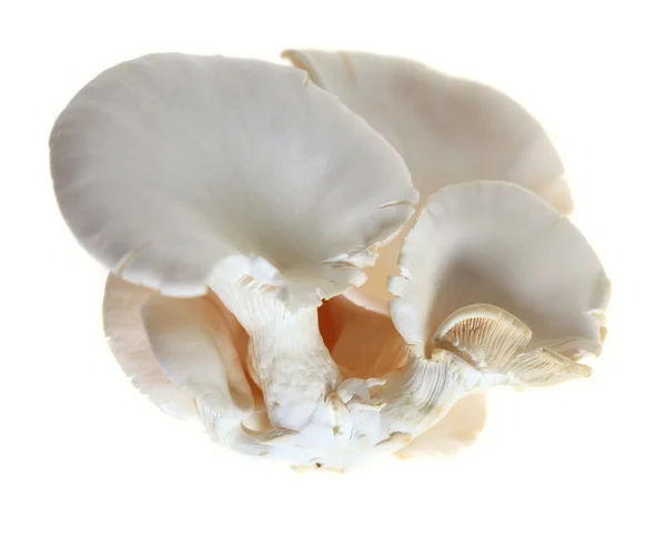 Champiñón de ostra —  Fotos de Stock