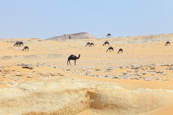 Camellos oscuros en el desierto de Qatar — Foto de Stock