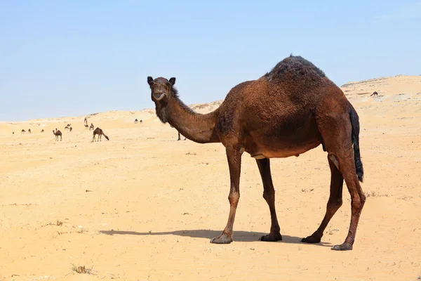 Mandria di cammelli nel Qatar meridionale — Foto Stock