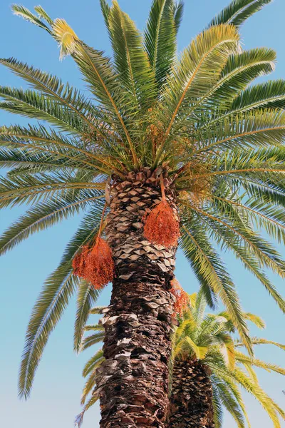 stock image Cretan palm trees