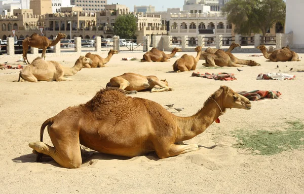 Kamele in doha — Stockfoto