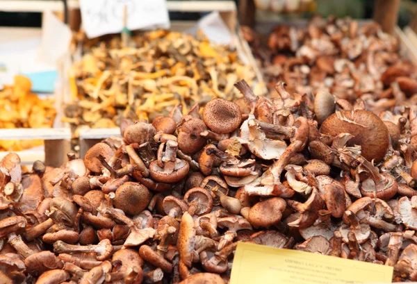 蘑菇在里亚托市场 — 图库照片