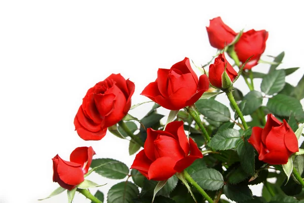 Миниатюрные красные розы — стоковое фото
